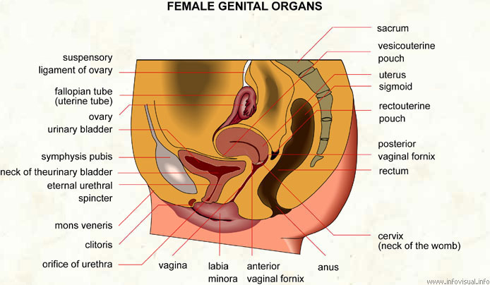 Female genital organs